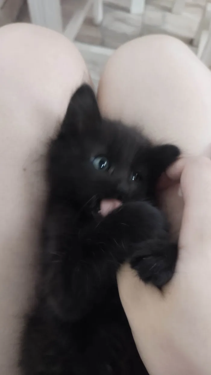 Gato ra a SRD-ViraLata idade Abaixo de 2 meses nome Café e Luna