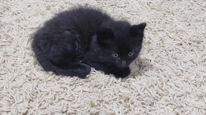 Gato ra a SRD-ViraLata idade Abaixo de 2 meses nome Café e Luna