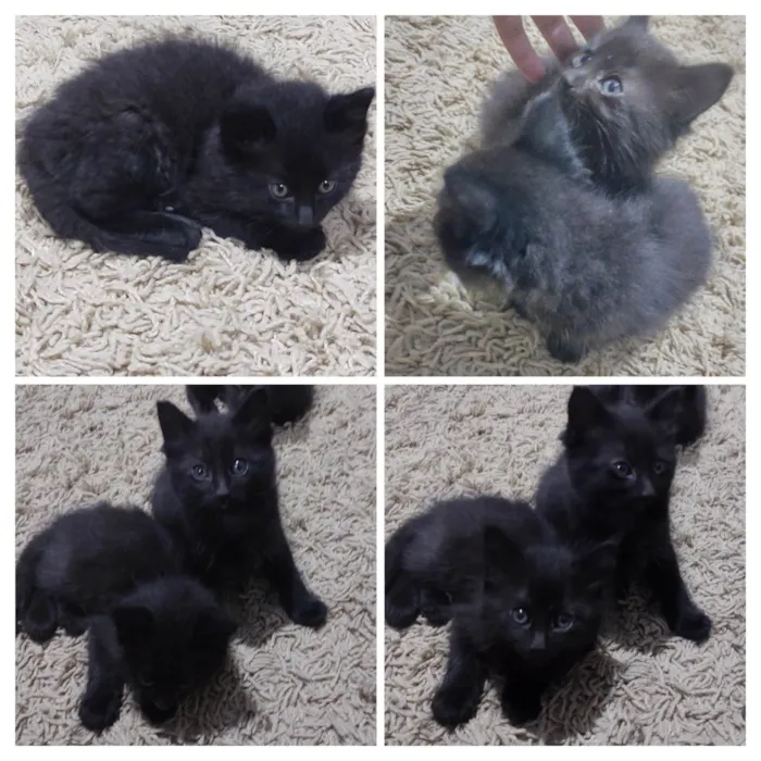 Gato ra a SRD-ViraLata idade Abaixo de 2 meses nome Café e Luna