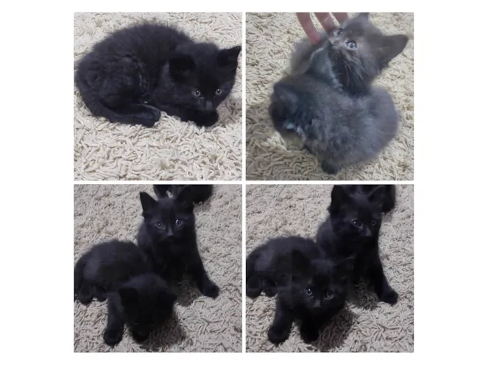 Gato ra a SRD-ViraLata idade Abaixo de 2 meses nome Café e Luna