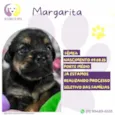 Margarita