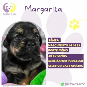 Cachorro raça SRD-ViraLata idade Abaixo de 2 meses nome Margarita