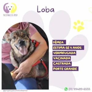 Cachorro raça SRD-ViraLata idade 4 anos nome Loba