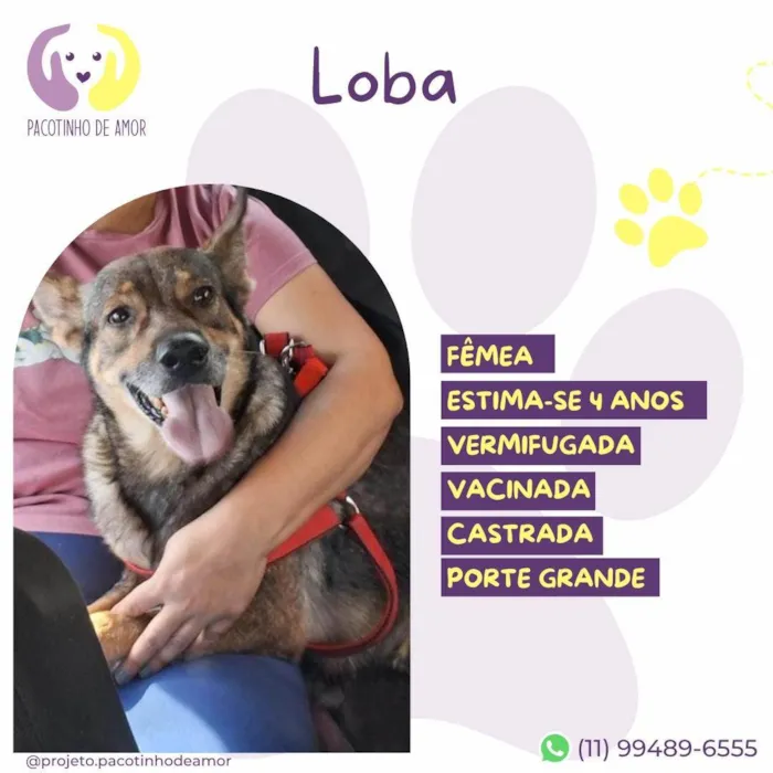 Cachorro ra a SRD-ViraLata idade 4 anos nome Loba