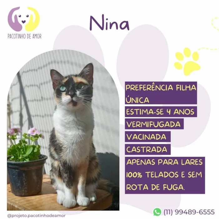 Gato ra a SRD-ViraLata idade 4 anos nome Nina
