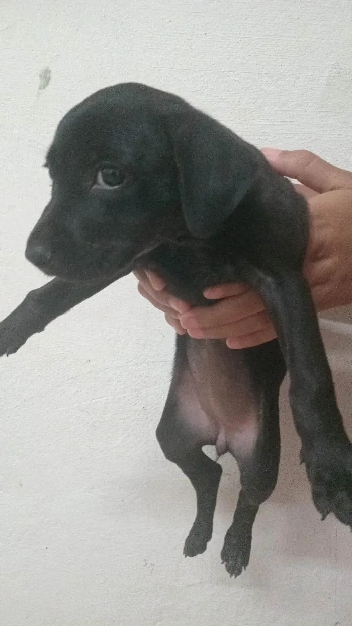 Cachorro ra a Dálmata idade 2 a 6 meses nome Não tem nome ainda 