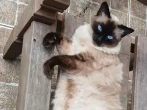 Gato raça Siamês idade 4 anos nome Alice