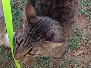 Gato raça SRD-ViraLata idade 3 anos nome Lia e Vovô 