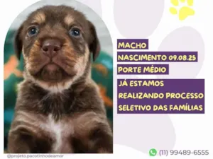 Cachorro raça SRD-ViraLata idade Abaixo de 2 meses nome Bourbon 