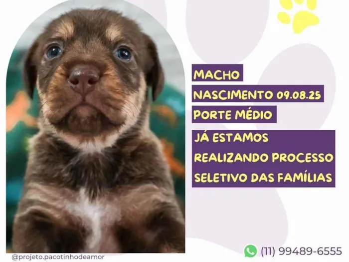 Cachorro ra a SRD-ViraLata idade Abaixo de 2 meses nome Bourbon 