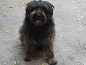 Cachorro raça Sheepdog idade 2 anos nome bobe