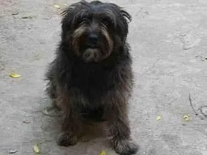 Cachorro ra a Sheepdog idade 2 anos nome bobe