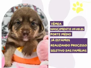 Cachorro raça SRD-ViraLata idade Abaixo de 2 meses nome Champagne 