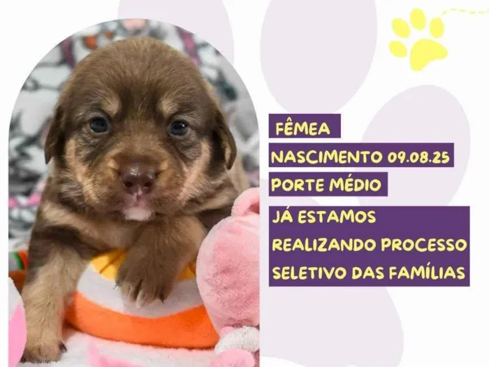Cachorro ra a SRD-ViraLata idade Abaixo de 2 meses nome Champagne 