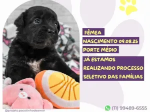 Cachorro raça SRD-ViraLata idade Abaixo de 2 meses nome Pinã Colada