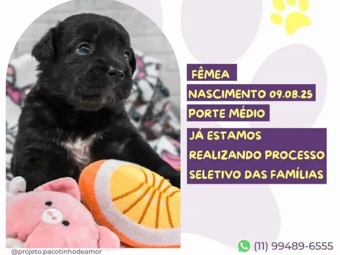 Cachorro ra a SRD-ViraLata idade Abaixo de 2 meses nome Pinã Colada