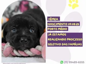 Cachorro raça SRD-ViraLata idade Abaixo de 2 meses nome Jurupinga