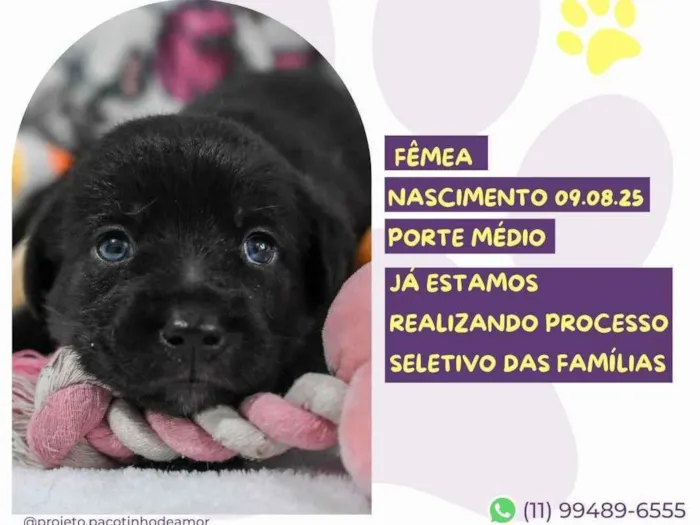 Cachorro ra a SRD-ViraLata idade Abaixo de 2 meses nome Jurupinga