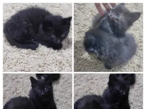 Gato raça SRD-ViraLata idade Abaixo de 2 meses nome Café e Luna