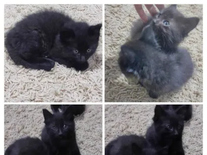 Gato raça SRD-ViraLata idade Abaixo de 2 meses nome Café e Luna