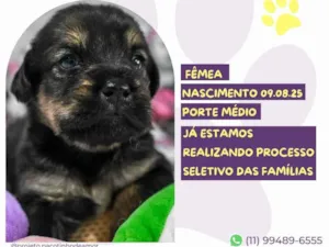 Cachorro raça SRD-ViraLata idade Abaixo de 2 meses nome Margarita