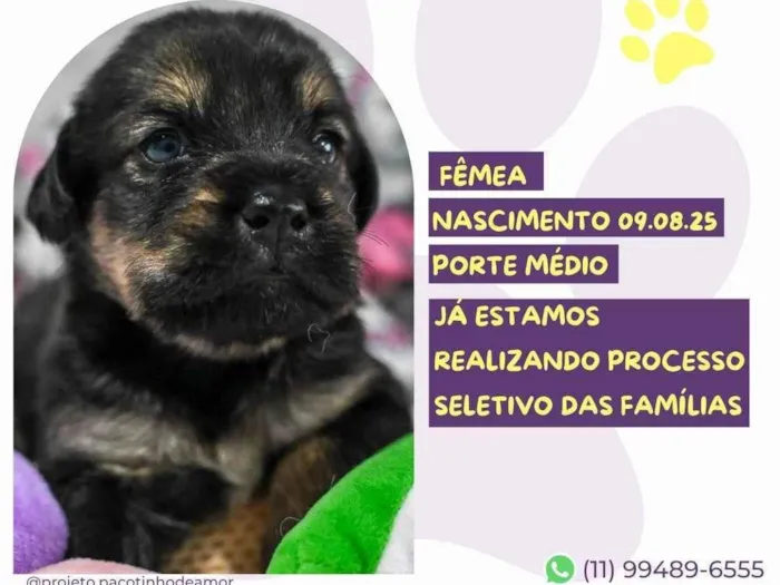 Cachorro ra a SRD-ViraLata idade Abaixo de 2 meses nome Margarita