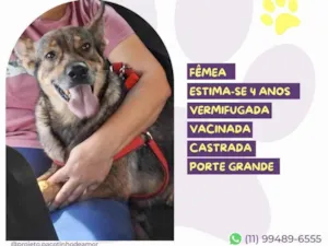 Cachorro raça SRD-ViraLata idade 4 anos nome Loba