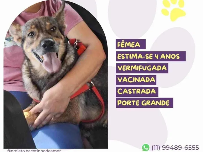Cachorro ra a SRD-ViraLata idade 4 anos nome Loba