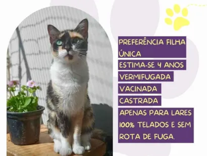 Gato raça SRD-ViraLata idade 4 anos nome Nina