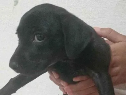 Cachorro raça Dálmata idade 2 a 6 meses nome Não tem nome ainda 