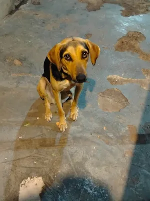 Cachorro raça SRD-ViraLata idade 1 ano nome Lilica