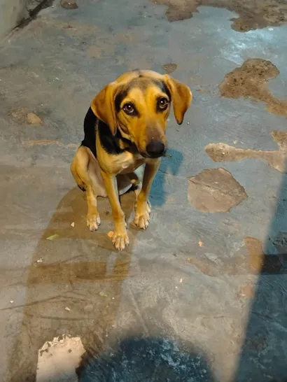 Cachorro raça SRD-ViraLata idade 1 ano nome Lilica