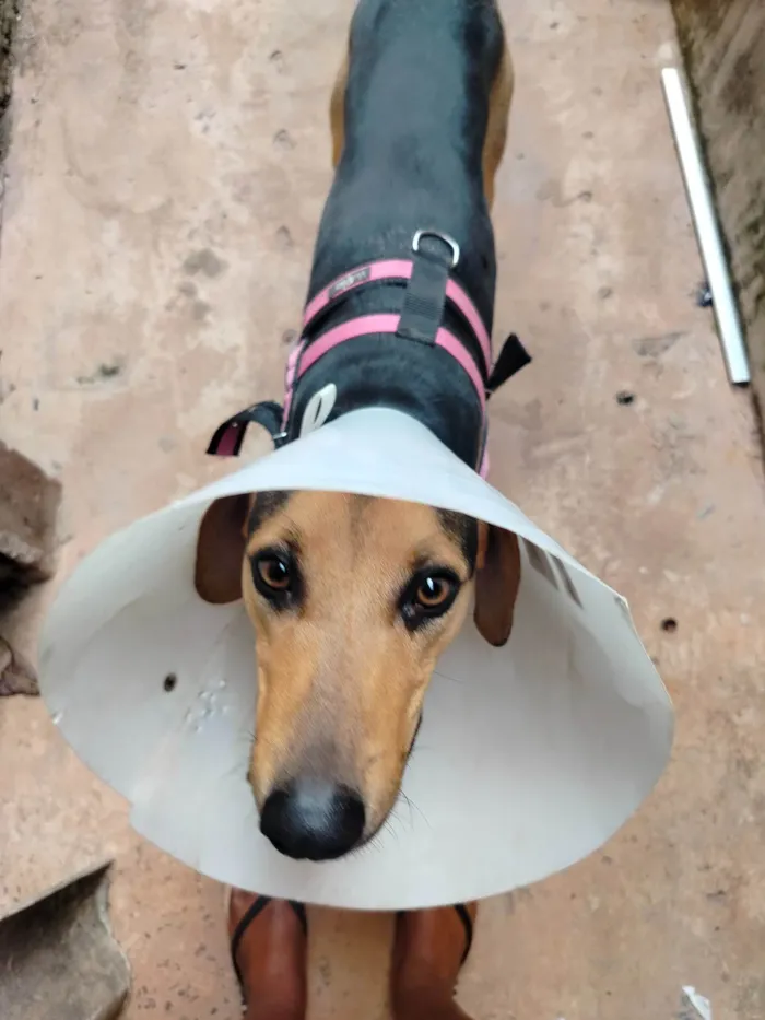 Cachorro ra a SRD-ViraLata idade 1 ano nome Lilica