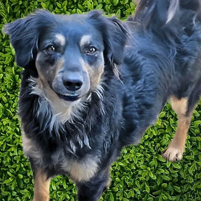 Cachorro ra a SRD-ViraLata idade 2 anos nome Brigite