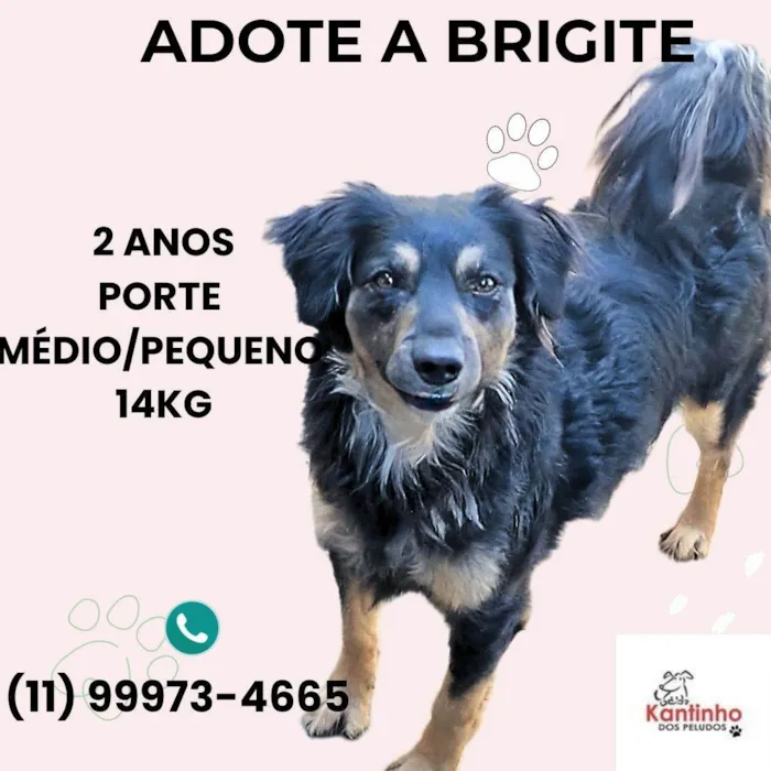 Cachorro ra a SRD-ViraLata idade 2 anos nome Brigite