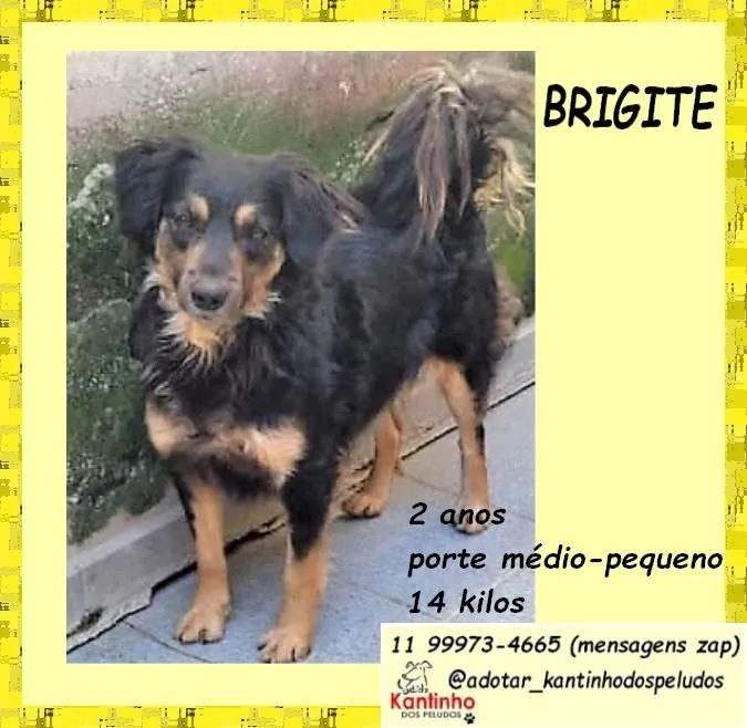 Cachorro ra a SRD-ViraLata idade 2 anos nome Brigite