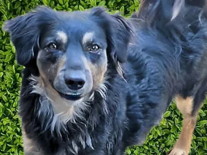 Cachorro raça SRD-ViraLata idade 2 anos nome Brigite