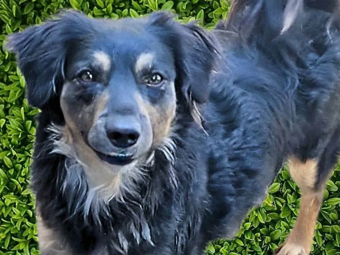 Cachorro ra a SRD-ViraLata idade 2 anos nome Brigite
