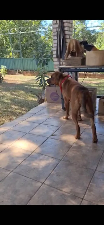 Cachorro raça Boxer idade 3 anos nome Gaia
