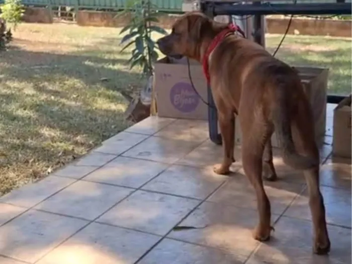 Cachorro ra a Boxer idade 3 anos nome Gaia