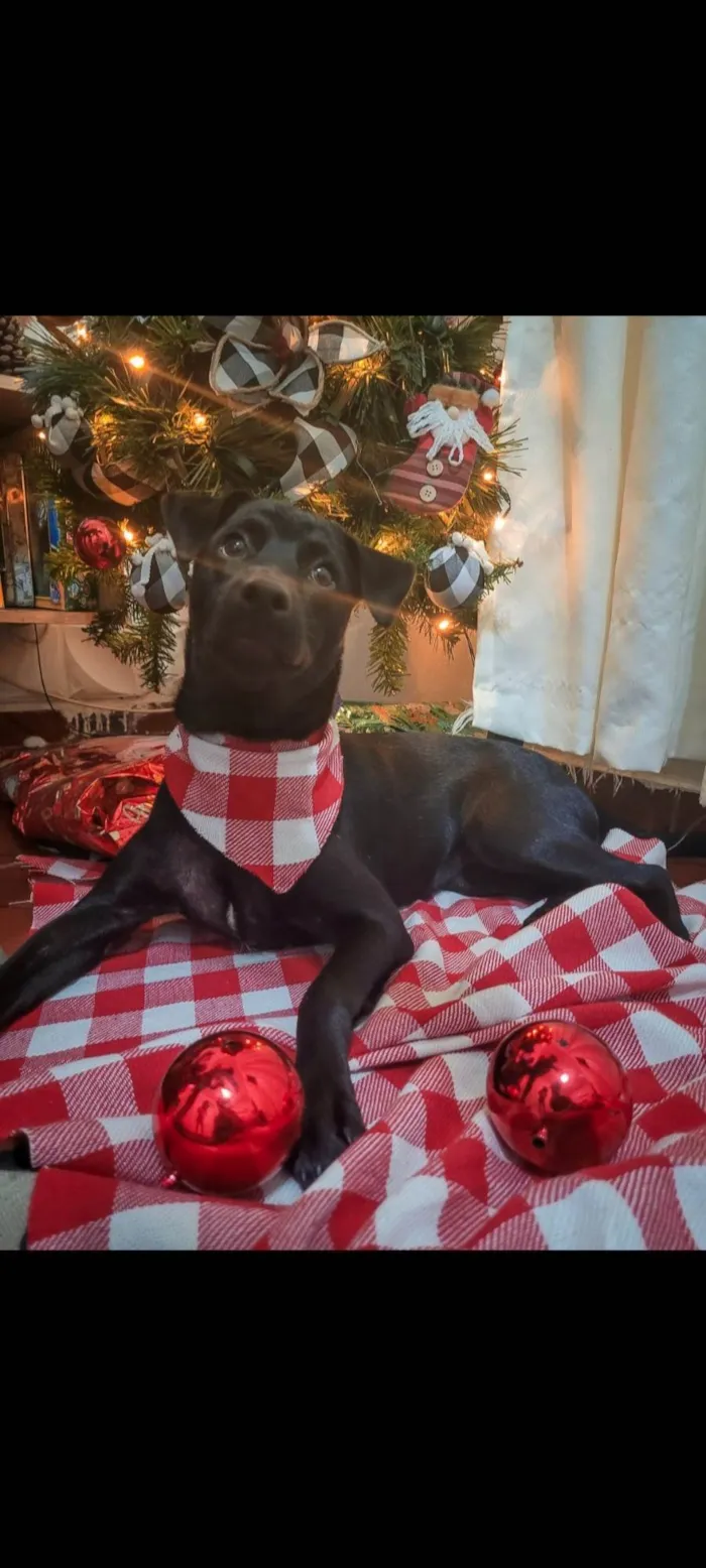 Cachorro ra a SRD-ViraLata idade 2 anos nome Meg 