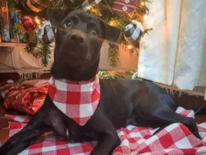 Cachorro raça SRD-ViraLata idade 2 anos nome Meg 