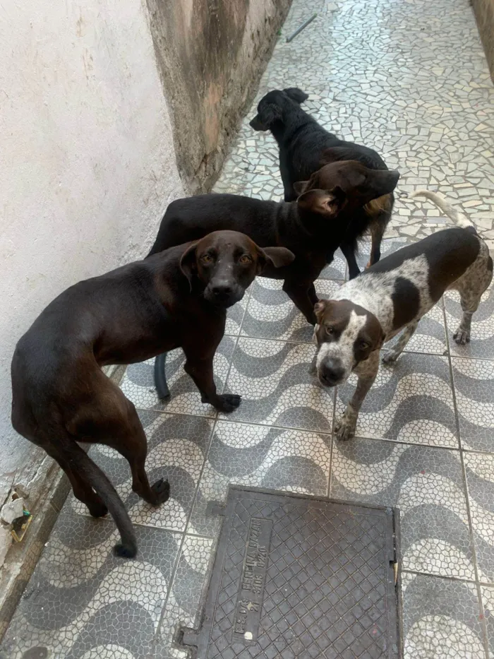 Cachorro ra a SRD-ViraLata idade 2 anos nome Rubelito, Cristal, Ametista e Iris 