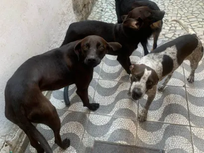 Cachorro raça SRD-ViraLata idade 2 anos nome Rubelito, Cristal, Ametista e Iris 
