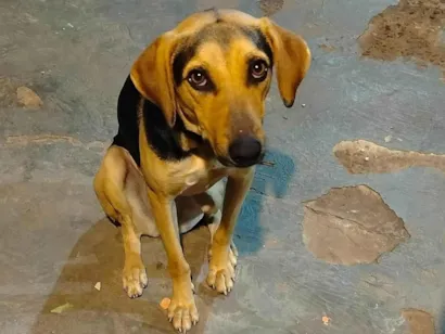 Cachorro raça SRD-ViraLata idade 1 ano nome Lilica