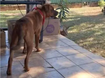 Cachorro raça Boxer idade 3 anos nome Gaia