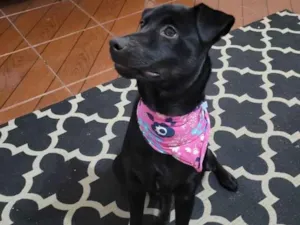 Cachorro raça SRD-ViraLata idade 2 anos nome Meg 