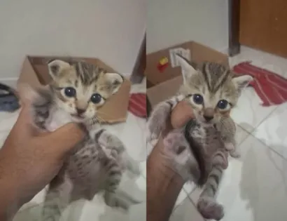 Gato raça SRD-ViraLata idade Abaixo de 2 meses nome Casal de gatinhos sem nome
