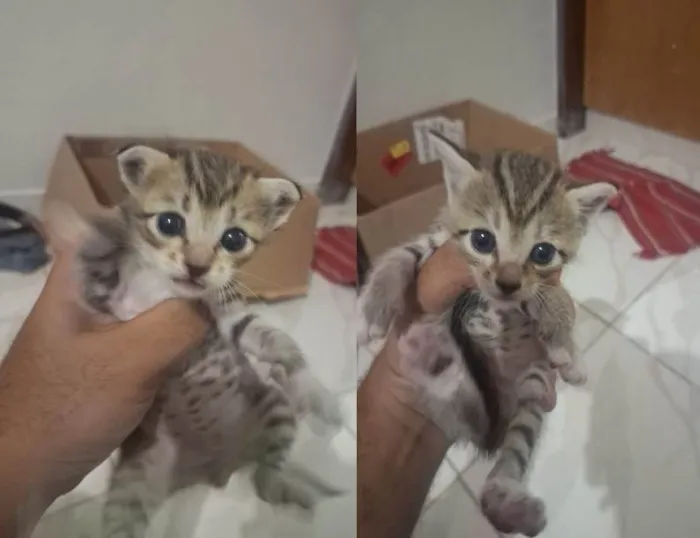 Gato ra a SRD-ViraLata idade Abaixo de 2 meses nome Casal de gatinhos sem nome