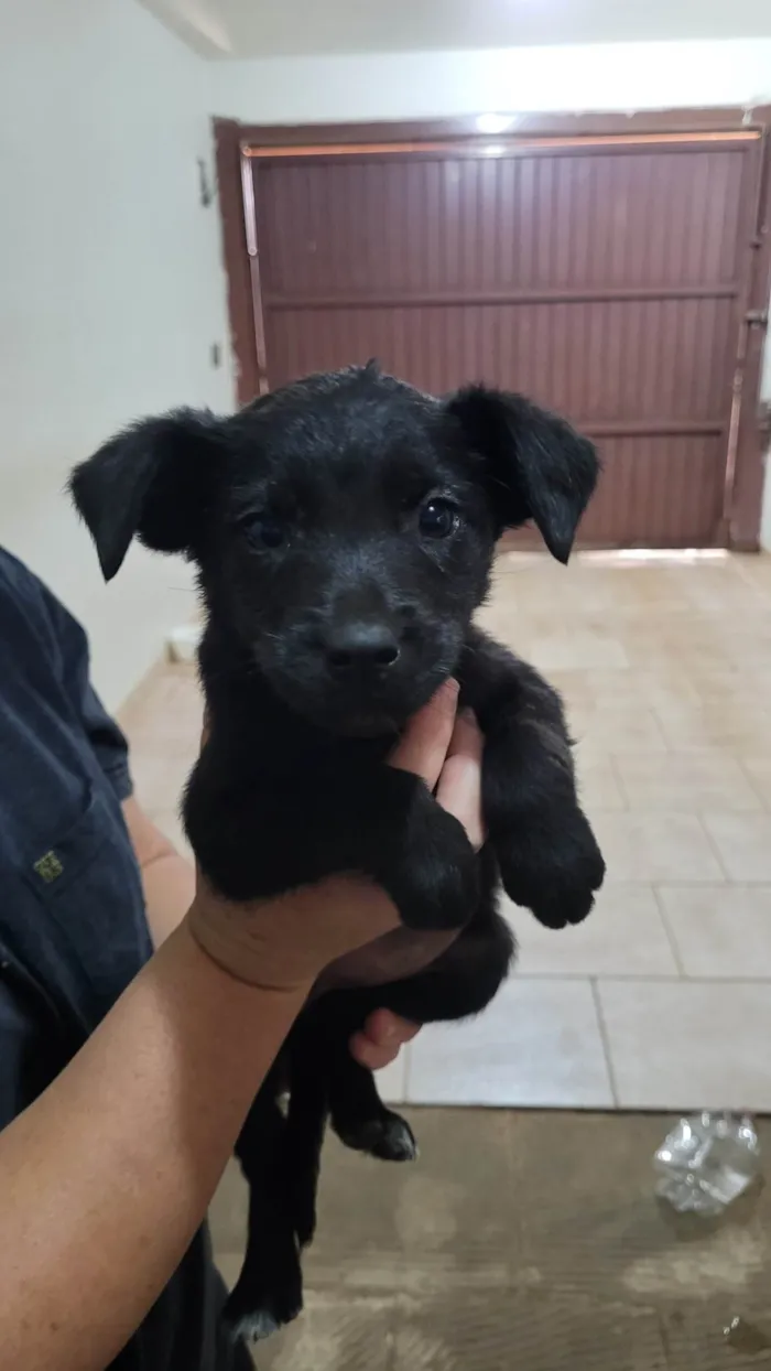 Cachorro ra a Fox Terrier idade Abaixo de 2 meses nome Sem nome tutora simone